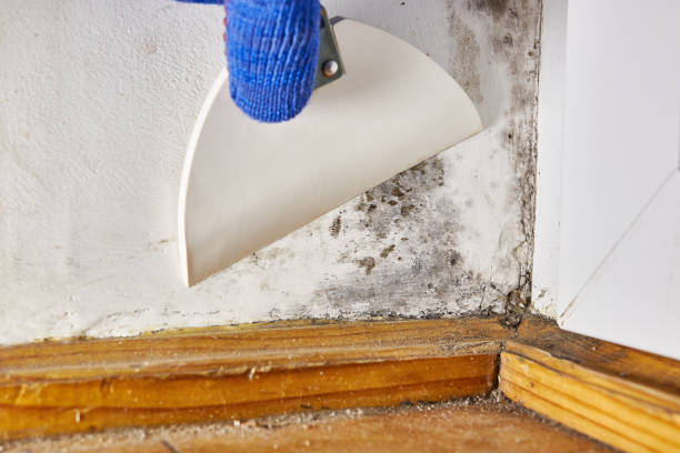 Best Industrial Mold Remediation  in Lincoln, ID